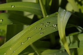 beautiful raindrops on the green leaf