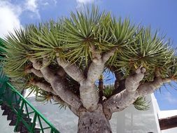 big tree like a dragon