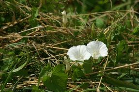 Bindweed Grass