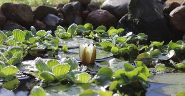 Beautiful Nuphar Lutea Water Lily flowers in the pond