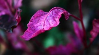 Purple leaves close up, blurred background