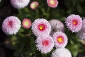 fluffy purple flowers