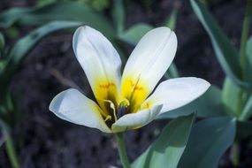 white summer flower in the flowerbed