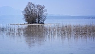 tree lake Bank view