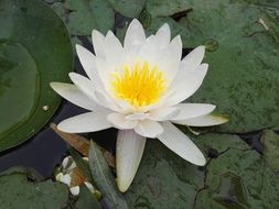 big white lily in the pond