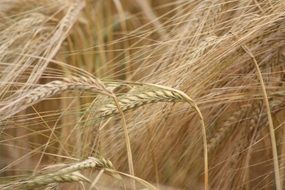 Macro photo of cereal field