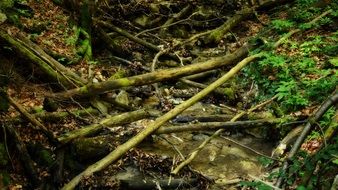 branches over the riverbed in the forest
