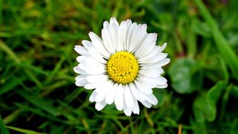 white Daisy on green grass, top view