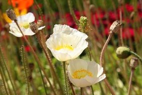 white poppies in a flower meadow