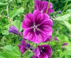 purple flowers among green grass