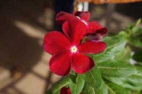 plant with dark red flowers close-up