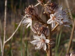 asphodelus ramosus, branched asphodel, perennial herb in bloom