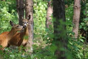 two young deer in the forest