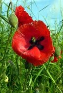 red Poppy Flower in meadow closeup