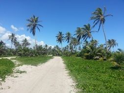 Palm Trees Road Landscape