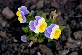 pansies yellow and blue flowers