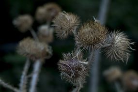 dried thorns on the field in summer