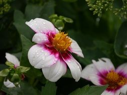 Dahlia Nature Plant Flower