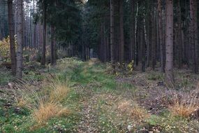 fascinating Forest path, thuringia germany