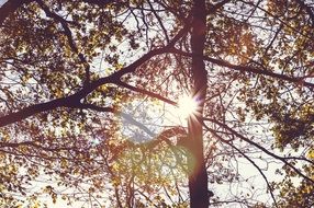 bright sun in the autumn foliage of a tree