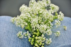 tiny white flowers on blue jeans close-up on blurred background