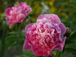 splendiferous Peony Flower