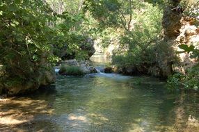 Clear river in a forest