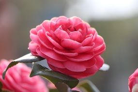 pink flowers of lush camellia