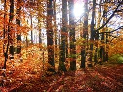 sunlight among autumn foliage in the forest