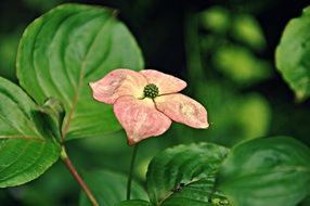 Beautiful green flower with the pink petals