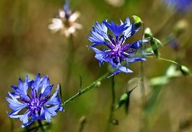 blue cornflowers in summer