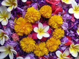 colorful bouquet of indian flowers