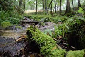 river among forest in Hokkaido