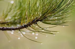 pine needles after rain