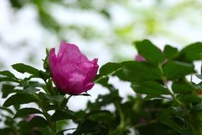 Close-up of the beautiful blossoming wild rose flowers among the green leaves