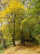 autumn in the national park in poland