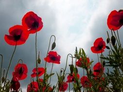 field of scarlet mkov against a gray sky