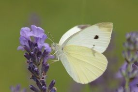 Small white Cabbage ling in summertime