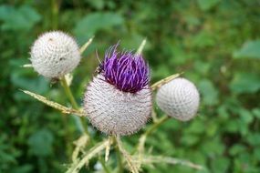 Colorful prickly thistle flowers