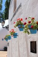 red geranium in blue pots on wall outdoor, Spain