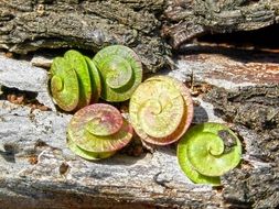 Spiral Plants on wood