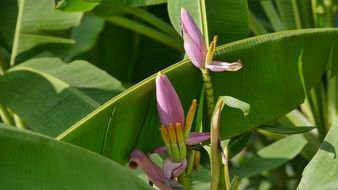 banana blossom among green leaves