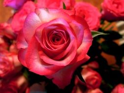 pink rose bouquet for congratulations
