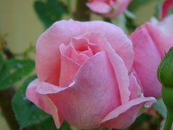 pink rose on a bush close-up