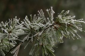 winter pine hoarfrost