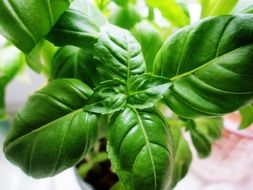 bright green leaves of basil