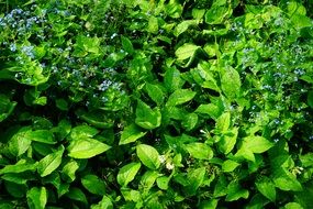 green bush with blue forget-me-nots close-up
