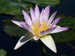 white and purple water lily