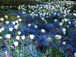white tulips among blue flowers