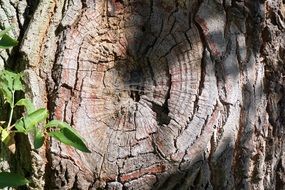 bright sun on the bark of a tree close up